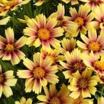 Coreopsis grandiflora (Tickseed) - Solanna™ 'Sunset Burst'