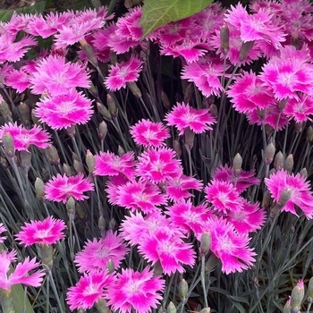 Dianthus (Border Pinks) - Everbloom™ 'Watermelon Ice'