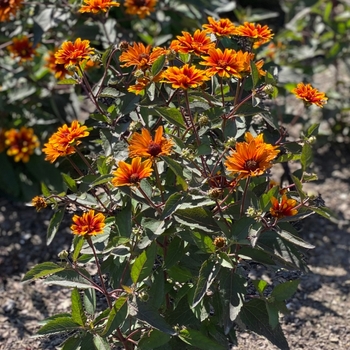 Heliopsis helianthoides - 'Summer Eclipse' False Sunflower