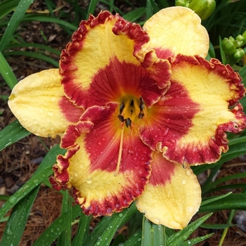 Hemerocallis - 'Band of Fire' Daylily