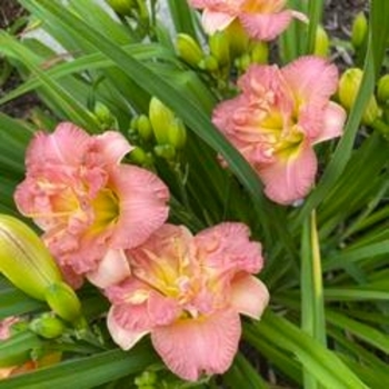 Hemerocallis - 'Lacy Doily' Daylily