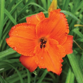 Hemerocallis - 'Mauna Loa' Daylily