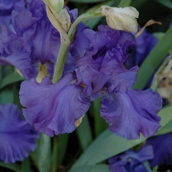 Iris germanica - 'Breakers' Breakers Bearded Iris