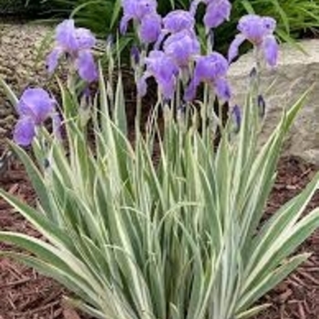 Iris pallida - 'Albo variegata'