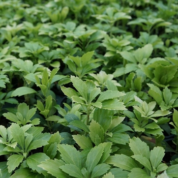 Pachysandra terminalis - 'Green Carpet' Japanese Spurge