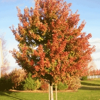 Acer x freemanii - 'Sienna Glen®' Freeman Maple