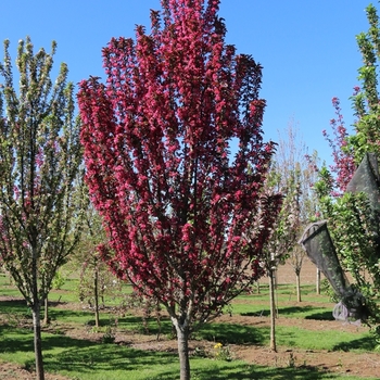 Malus - 'Raspberry Spear®' Crabapple