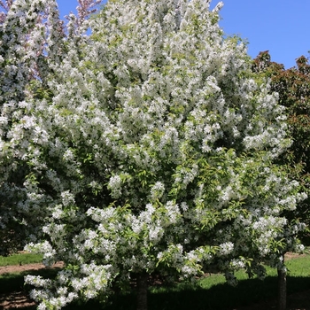 Malus - 'Snow Crystal™' Crabapple