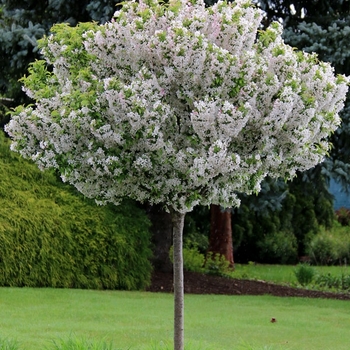 Malus - 'Sparkling Sprite®' Crabapple