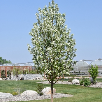 Malus - 'Starlite®' Crabapple