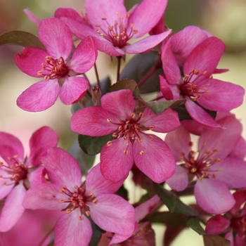 Malus ''JFS KW139MX'' - Ruby Dayze® Crabapple