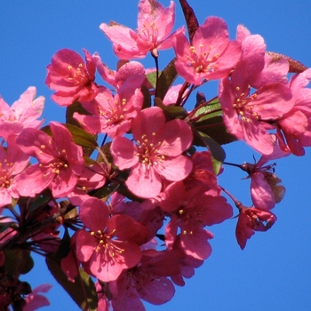 Malus ''Prairifire'' - Prairifire Crabapple