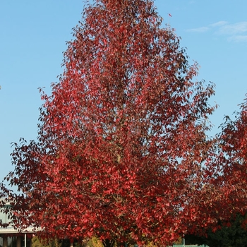 Nyssa sylvatica - 'Firestarter®' Tupelo