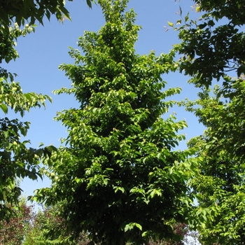 Ostrya virginiana - 'Autumn Treasure®' Hop Hornbeam