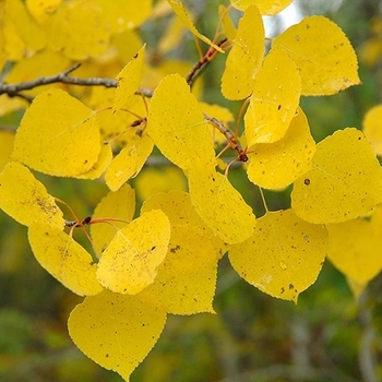 Populus tremuloides - 'Summer Shimmer®' Aspen