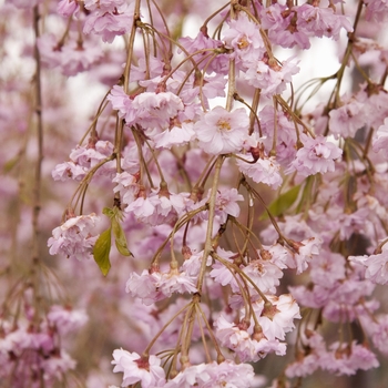 Prunus subhirtella ''Pendula Plena Rosea'' - Double Weeping Cherry