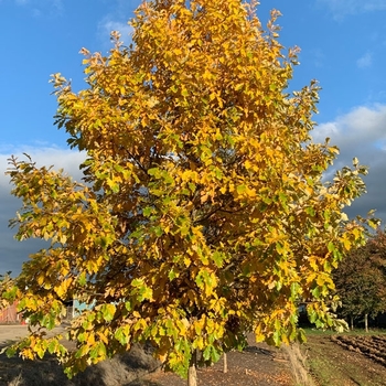 Quercus bicolor - 'American Dream®' Oak