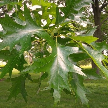 Quercus palustris - Pin Oak