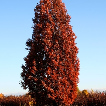 Quercus x bimundorum - 'Crimson Spire™' Oak