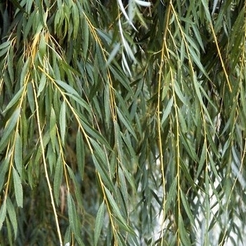 Salix alba - 'Niobe' Weeping Willow