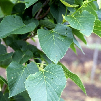 Tilia americana - 'American Sentry®' Linden