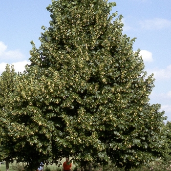 Tilia americana - 'Redmond' Linden