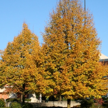Tilia cordata - 'Greenspire' Littleleaf Linden
