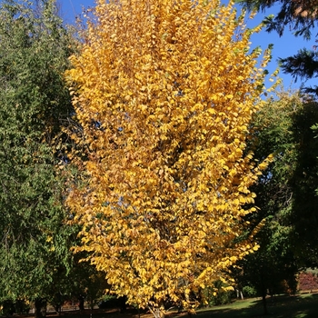 Ulmus americana - 'Princeton' American Elm