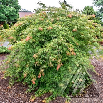 Acer x pseudosieboldianum - 'Ice Dragon™' Maple