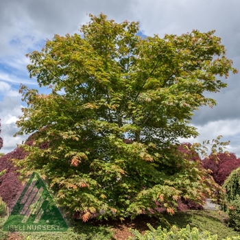 Acer x pseudosieboldianum (Maple) - Jack Frost® Arctic Jade®