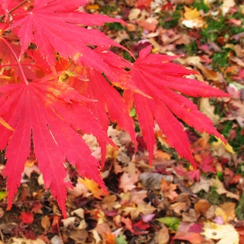 Acer pseudosieboldianum x palmatum - 'Northern Glow®' Maple