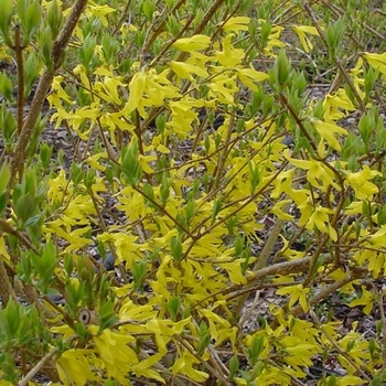 Forsythia x intermedia - 'New Hampshire Gold'