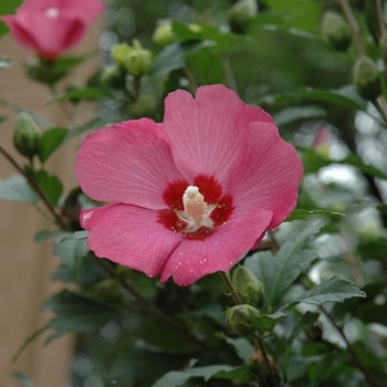 Hibiscus syriacus - 'Woodbridge' Rose of Sharon