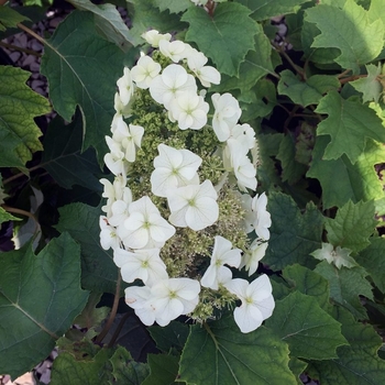 Hydrangea quercifolia - 'Munchkin' Oakleaf Hydrangea