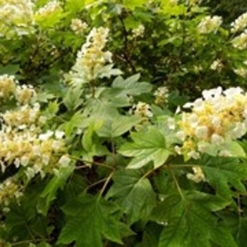 Hydrangea quercifolia - 'Sike's Dwarf' Oakleaf Hydrangea