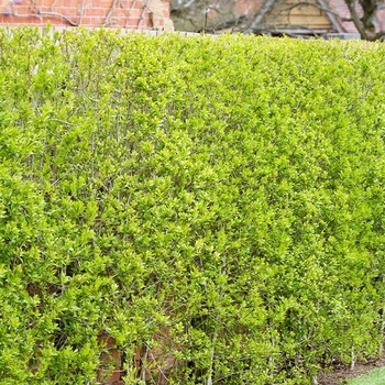 Ligustrum vulgare - 'Cheyenne' Privet