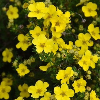 Potentilla fruticosa - Dakota Sunspot®