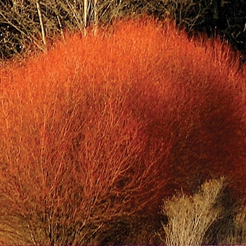 Salix alba - 'Flame' Willow