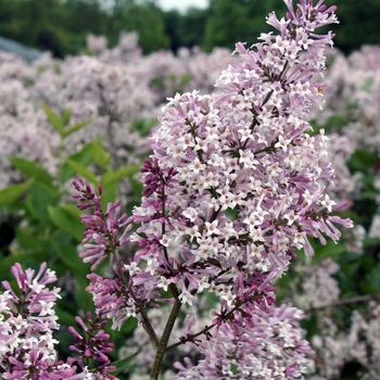 Syringa pubescens ssp. patula - 'Miss Kim' Lilac