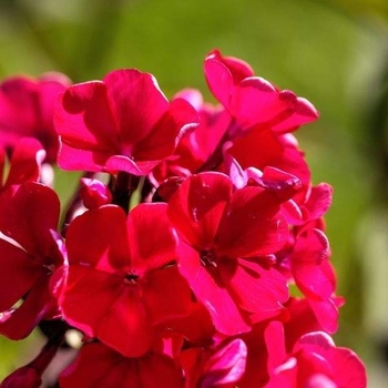 Phlox paniculata (Garden Phlox) - Bambini® 'Cherry Crush'