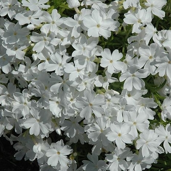 Phlox subulata - 'White Delight' Creeping Phlox