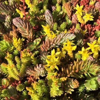 Sedum - 'Flaming Carpet' Stonecrop