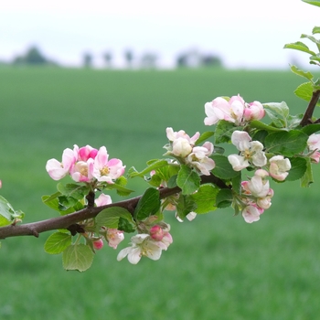 Malus - '4-in-1' Apple