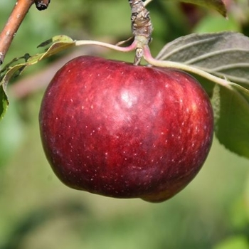 Malus domestica - 'Frostbite' Apple