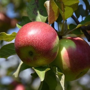 Malus domestica - 'KinderKrisp' Apple