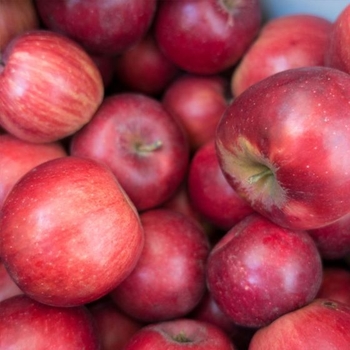 Malus domestica - 'Jonathan' Apple