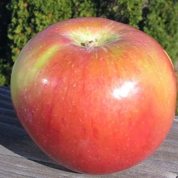 Malus domestica - 'SnowSweet®' Apple