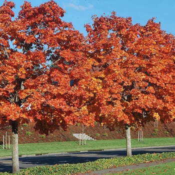 Acer platanoides - 'Deborah' Norway Maple