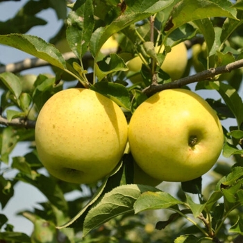 Malus pumila - 'Honeygold' Apple