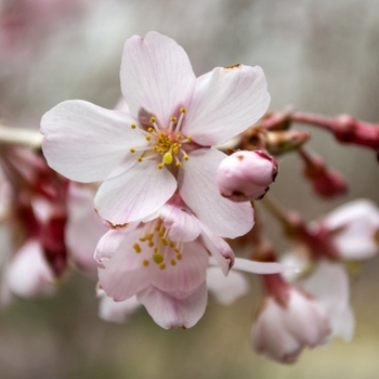 Prunus - '4 in 1 Combo' Cherry